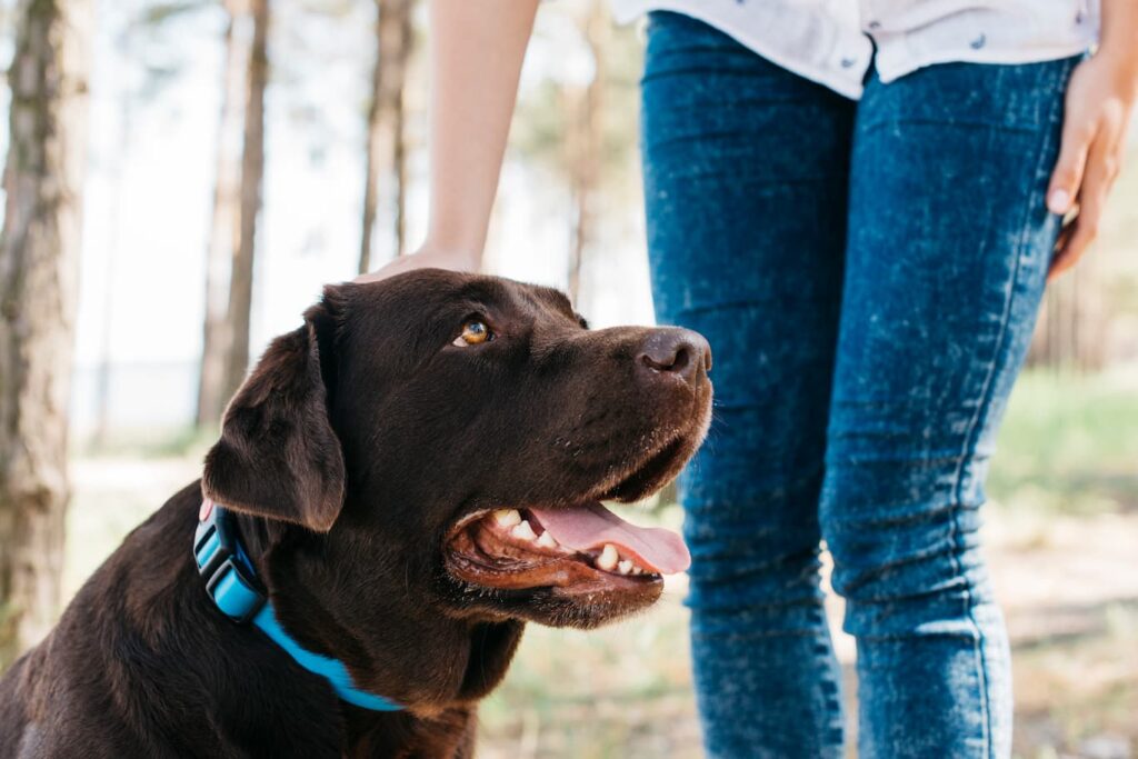 Cómo educar a un perro: Guía paso a paso para principiantes