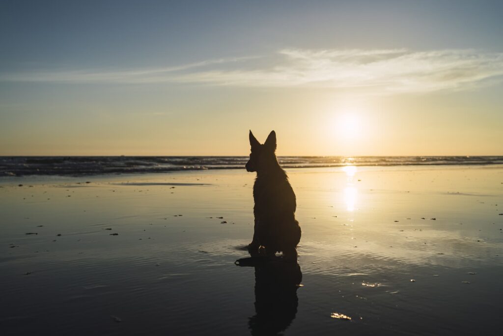 Ansiedad por separación en perros: Cómo identificarla y tratarla
