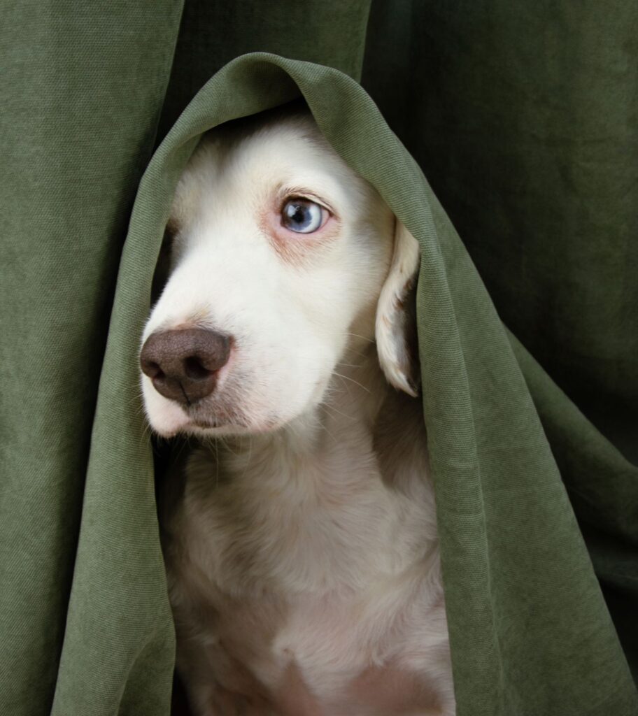 Perro escondido debajo de un mantel